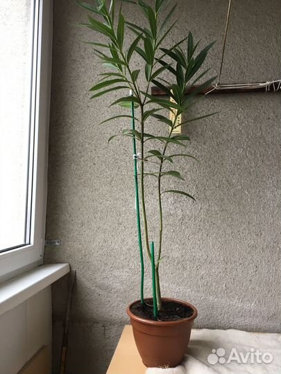 Продаю олеандр цветущий