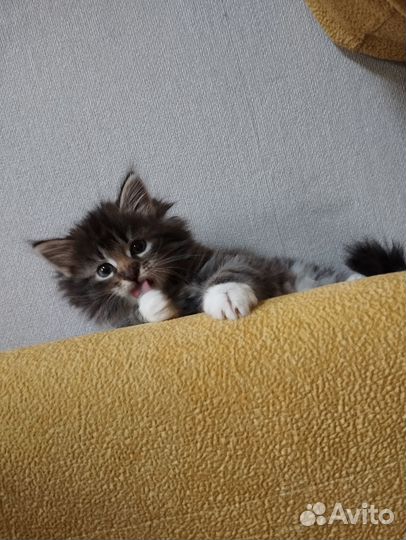 Котята девочки