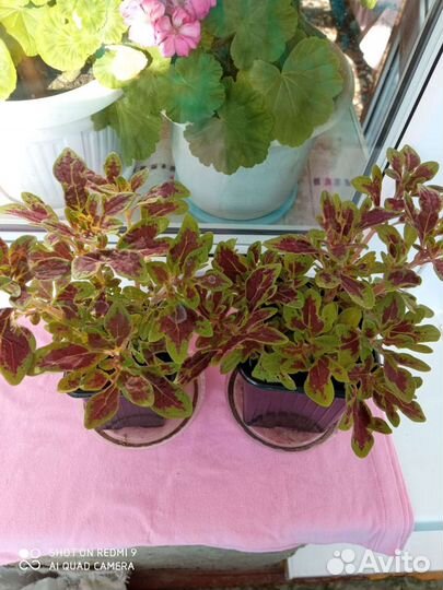 Продам комнатные растения