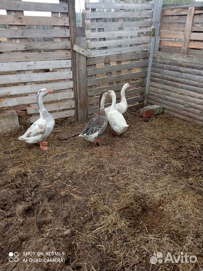 Гуси на племя