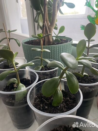 Крассула толстянка, детки