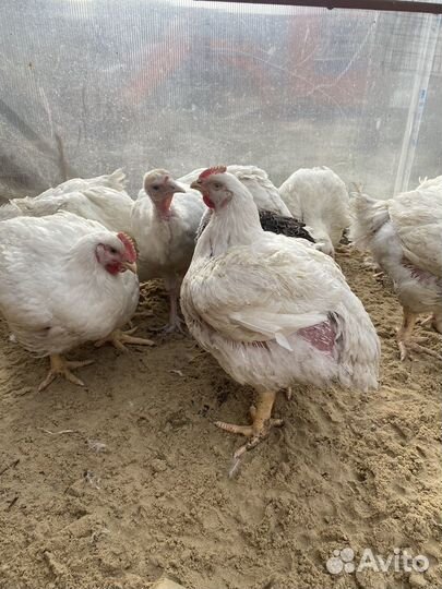 Домашние куры бройлеры