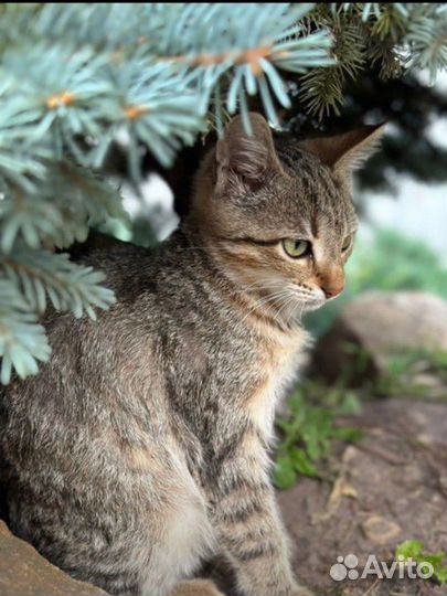Котёнок девочка замерзает на улице