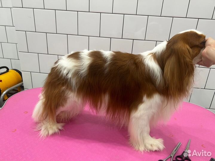 Породный груминг кавалер кинг чарльз спаниель