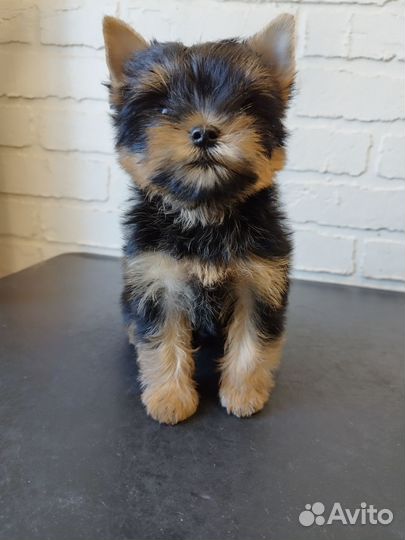 Йоркширский терьер девочка