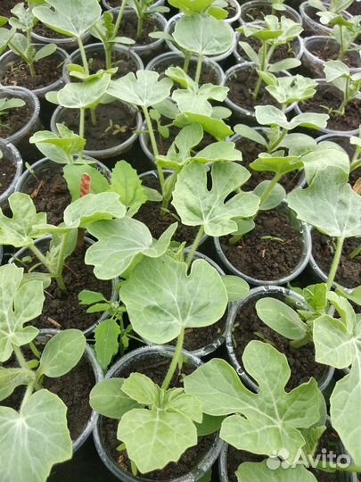 Рассада арбузов