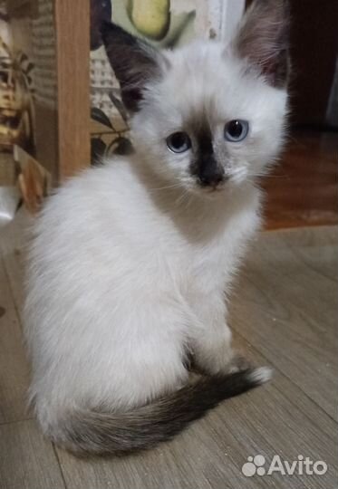 Кошки в добрые руки бесплатно