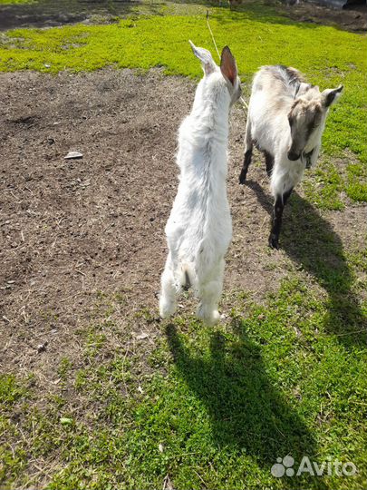 Козел на племя