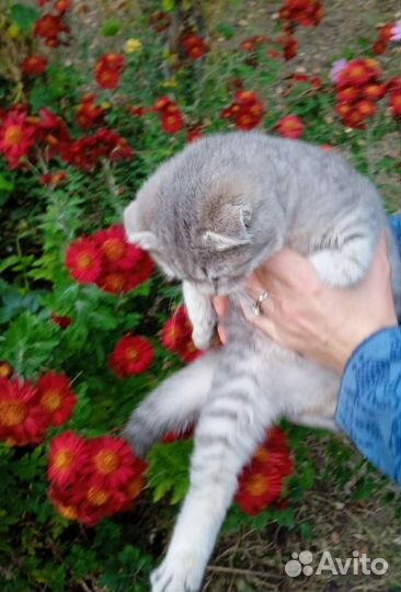 Котенок вислоухий