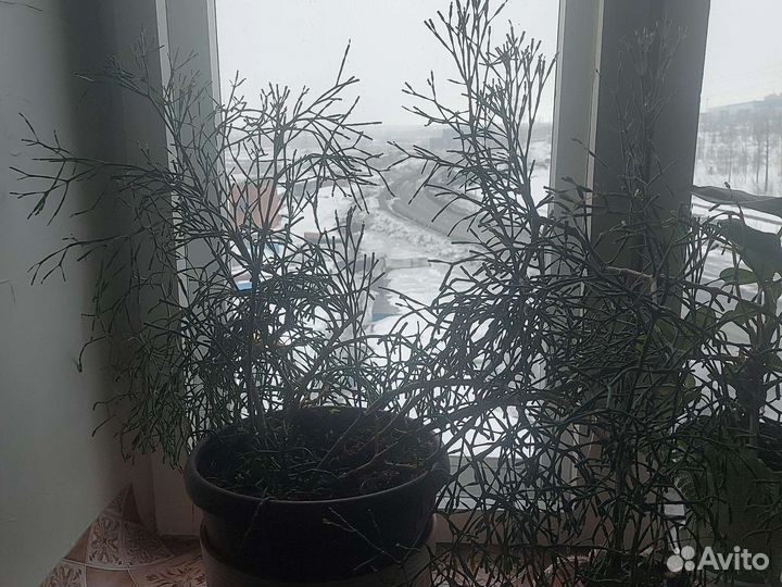 Хатиора, Талнах