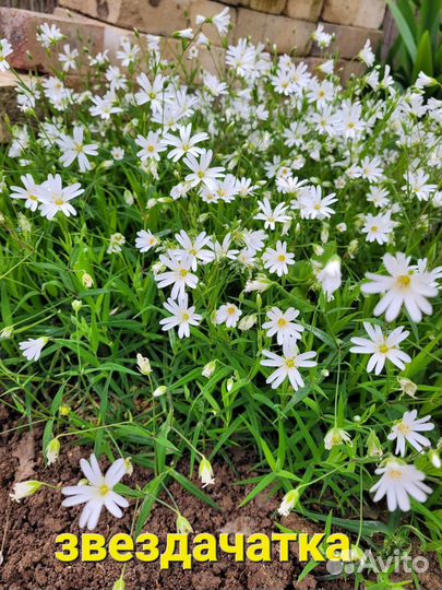 Звездачатка ланцетовидная