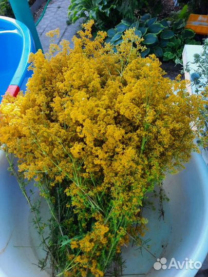 Лечебные травы