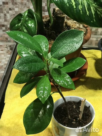 Комнатные цветы