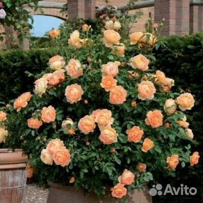 Роза кустовая Леди оф Шалот саженец