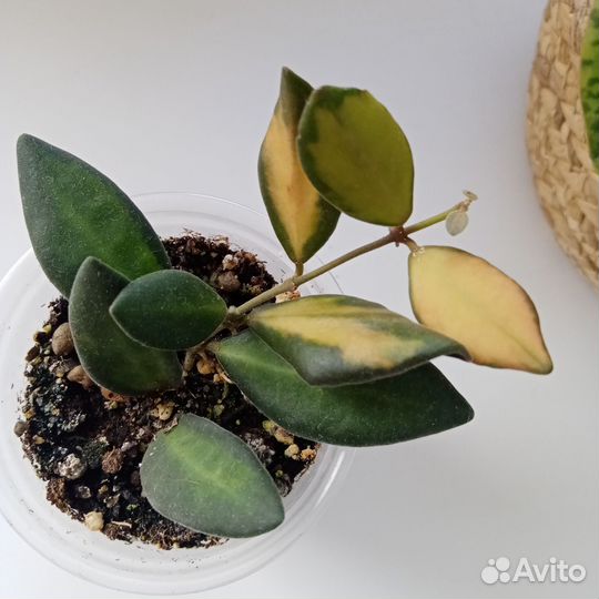 Хойя Тсанги/Буртони Вариегатная