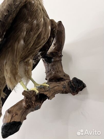 Чучело орла (имитация)