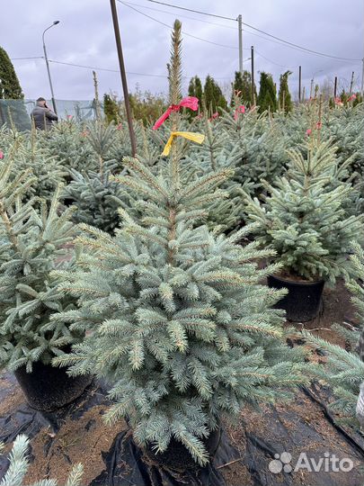 Ель голубая в горшке Глаука большой выбор
