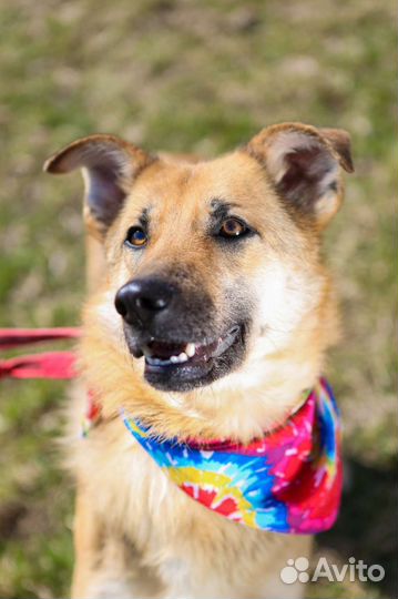 Молодая собака Винки ищет дом