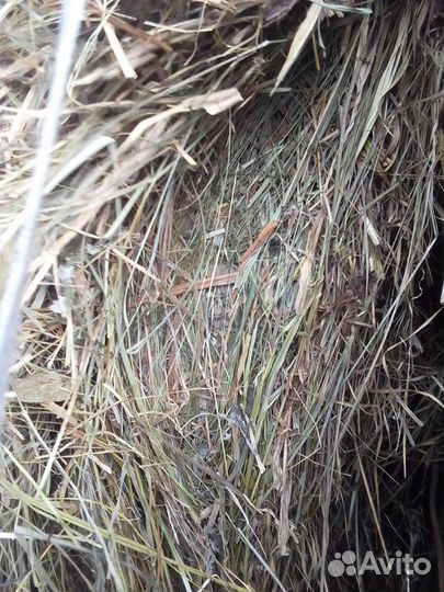 Продам сено с доставкой