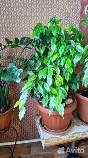 Фикус бенджамина