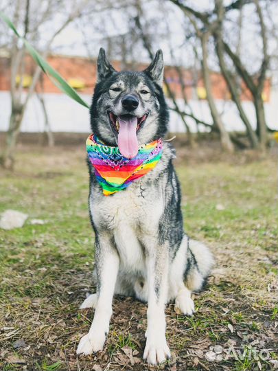 Собака бесплатно в добрые руки