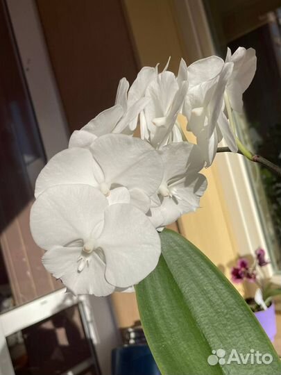 Семена орхидеи