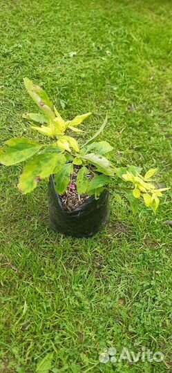 Декоративные кустарники