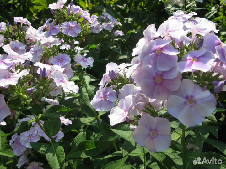 Хосты, пионы, ежевика,флоксы, гортензия, смородина