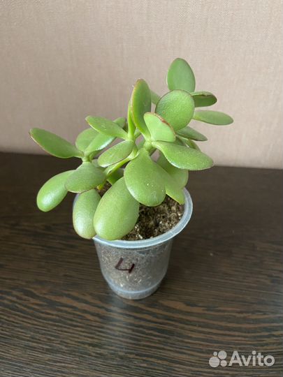 Денежное дерево, фикус, кротон