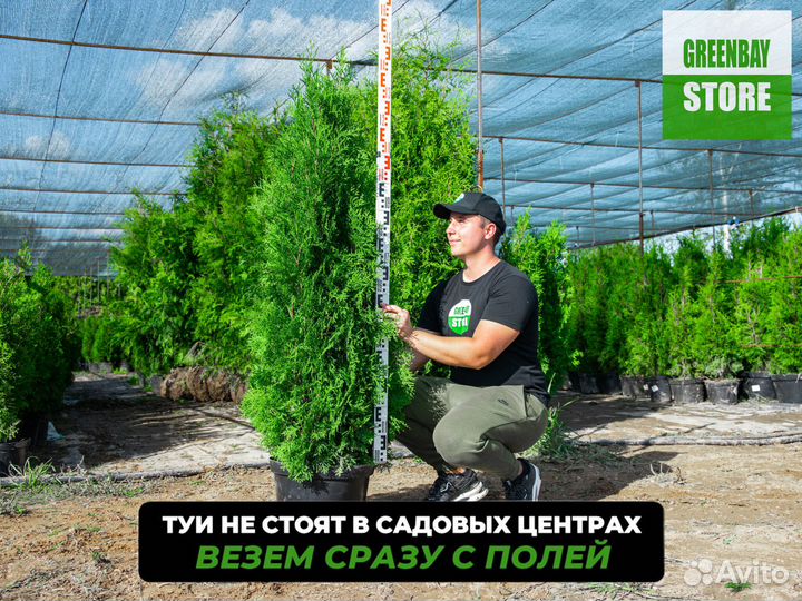 Туи колумна 1,4 м свежая копка 2023