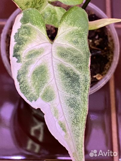 Сингониум Т-25 вариегатный