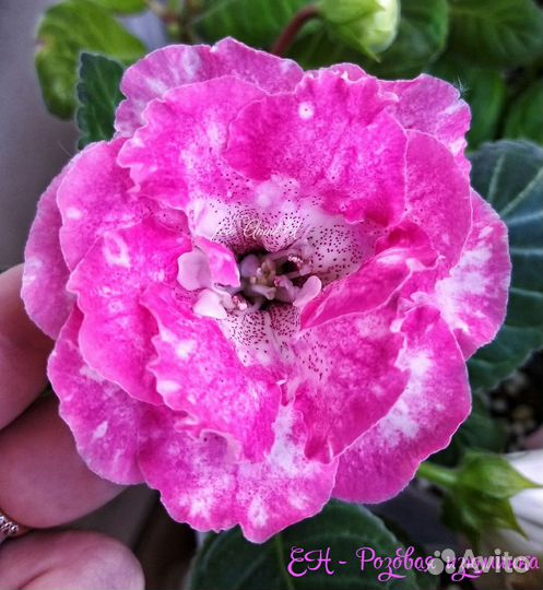 Глоксиния махровая