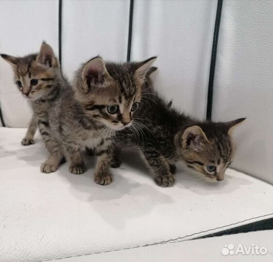 Котята в добрые руки бесплатно