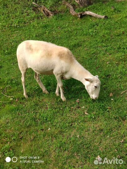 Катумские чистокровные овцематки и ярочки