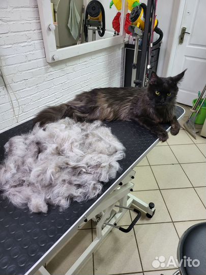Груминг собак и кошек
