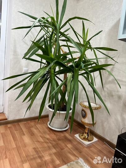 Пальма юкка