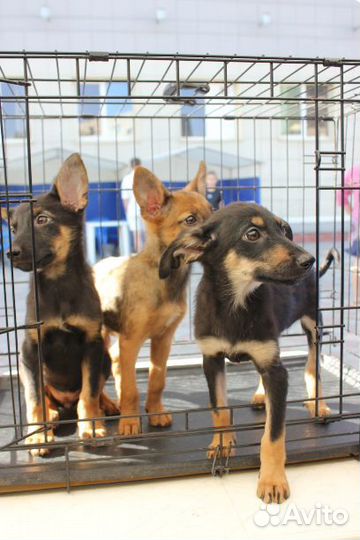 Щенки от маленькой собачки