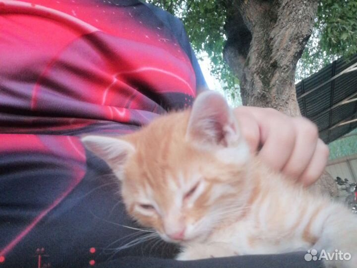 Кошка в дар бесплатно