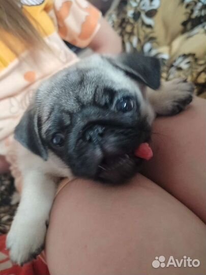Продам щенков мопса