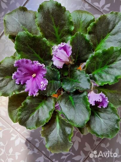 Фиалки цветущие, Филадендрон Биркин