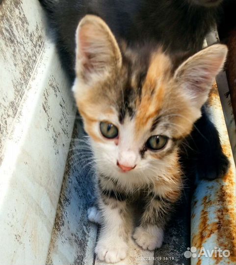 Котята в дар бесплатно