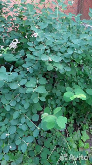 Кустарники, цветы для сада