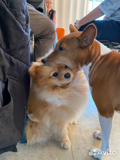 Передержка животных Район Сельхоз Института/юмр