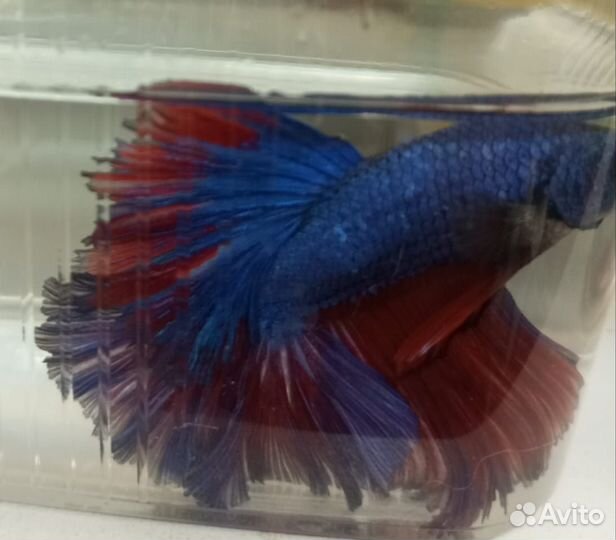 Рыбки петушки