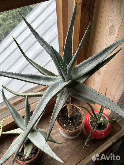 Алоэ разные сорта