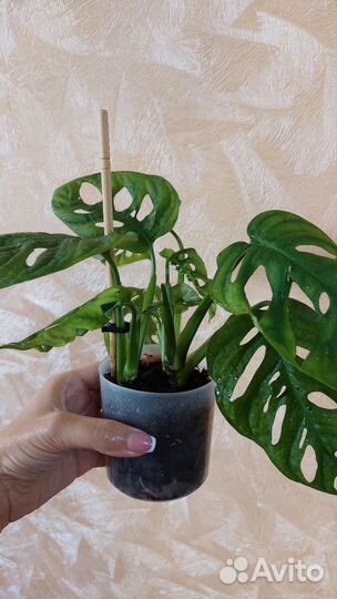 Монстера манки маск