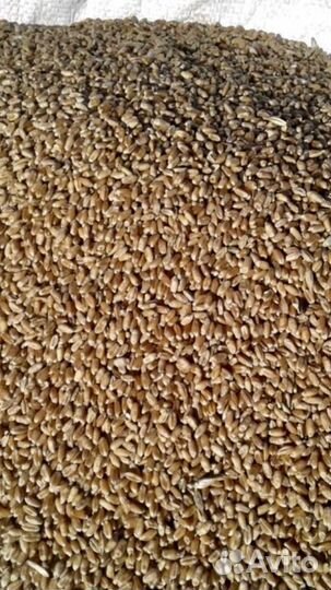 Зерно пшеница ячмень