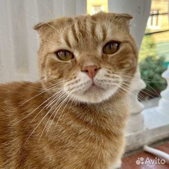 Шотландский вислоухий в добрые руки