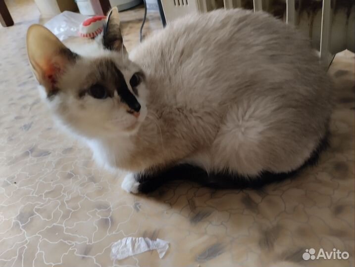 Котята в добрые руки Сиамские