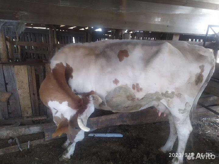 Айширская корова